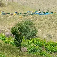 باغ ميوه روستای یکنم بعد از شهر جیرنده عمارلو