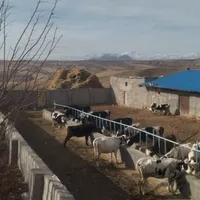 گاوداری ۱۰۰ راس تیکمداش روستای گنبد