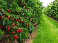 فروش ۷۵۰متر زمین باغ میوه