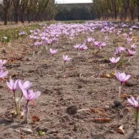 باغ ویلا چناران روستای دستگرد