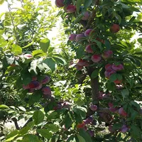 فروش باغ روستای شنگل آباد (شبستر )