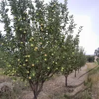 ۵۰۰۰متر باغ سیب در تیکمه داش