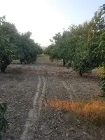 ۱۴۰۰متر باغ نارنگی در لیوان شرقی