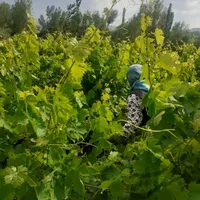 باغ انگور به متراژ تقریبی ۵۰۰ متر در روستای ارجق