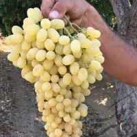 فروش باغ انگور در تاکستان