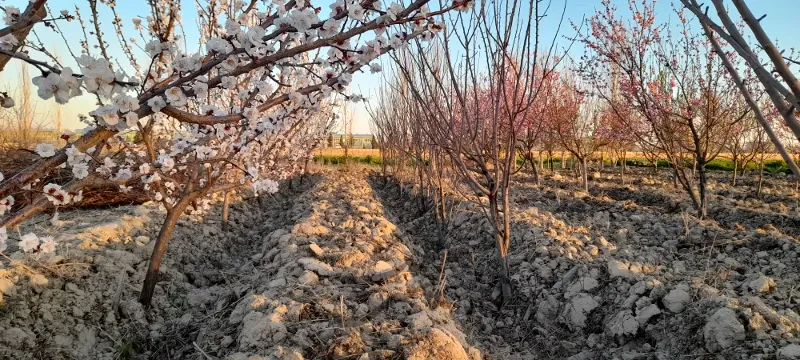 باغچه ۴۶۲ متری سند تک برگ با درختان مثمر ۱۰ ساله | فروش اداریتجاریصنعتی و کشاورزی | صنعتی کشاورزی و تجاری | رباط کریم | پست ملک