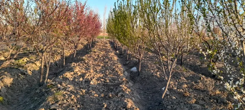 باغچه ۴۶۲ متری سند تک برگ با درختان مثمر ۱۰ ساله | فروش اداریتجاریصنعتی و کشاورزی | صنعتی کشاورزی و تجاری | رباط کریم | پست ملک