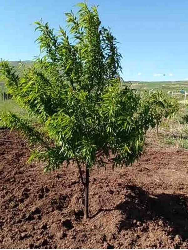 باغ میوه به متراژ۱۵۰۰متر در دریا بک زرشک | فروش اداریتجاریصنعتی و کشاورزی | صنعتی کشاورزی و تجاری | قزوین | پست ملک