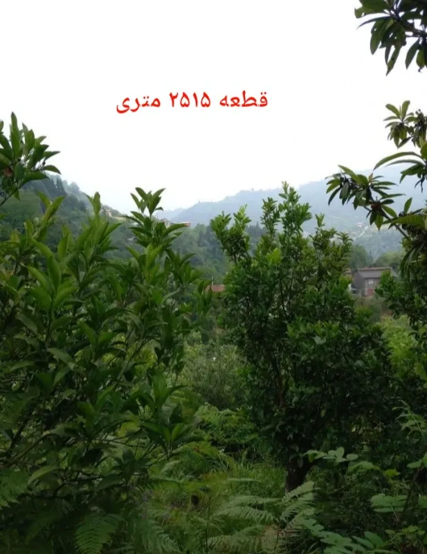 ۲۵۱۵ متر باغ میوه با ویوی دریا و کوه و جنگل در جواهرده | فروش مسکونی | زمین | رامسر | جاده جواهرده | پست ملک