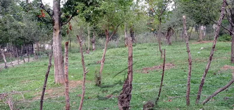 ۵۰۰متر زمین مسکونی در روستای وشمه سرا | فروش مسکونی | زمین | ماسال | پست ملک