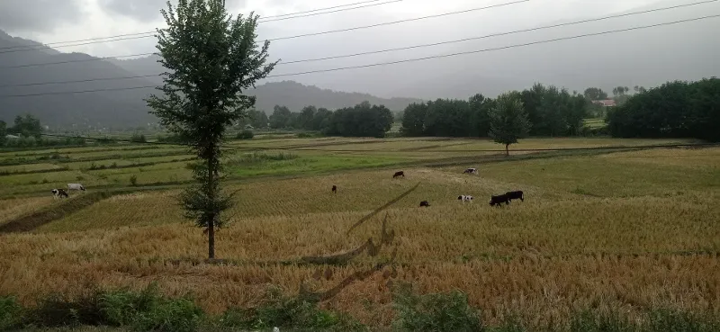 ۵۰۰متر زمین مسکونی در روستای وشمه سرا | فروش مسکونی | زمین | ماسال | پست ملک