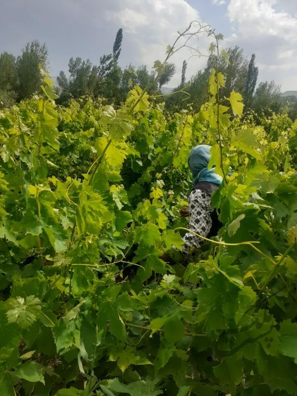 باغ انگور به متراژ تقریبی ۵۰۰ متر در روستای ارجق | فروش اداریتجاریصنعتی و کشاورزی | صنعتی کشاورزی و تجاری | مشگین شهر | پست ملک