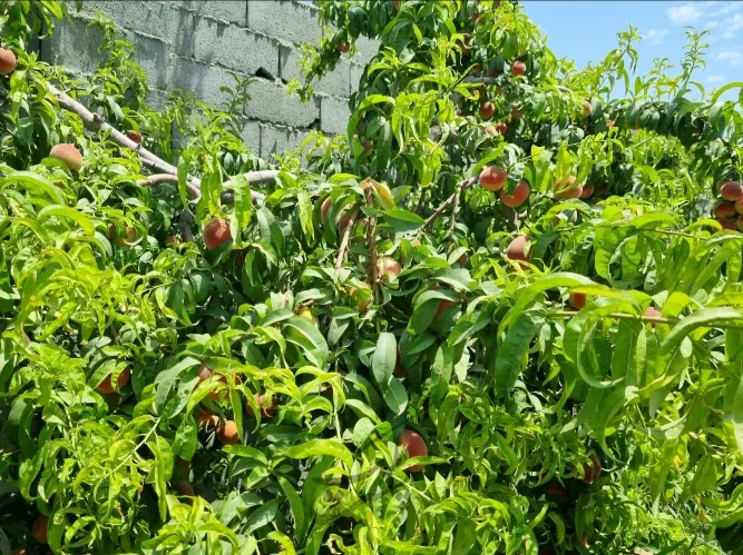 زمین ۵۰۰ متری با درختان میوه چهار دیواری