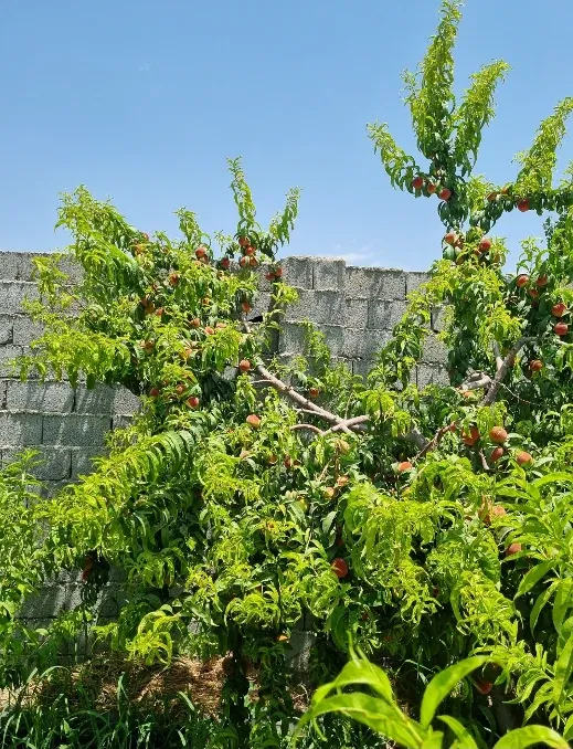 زمین ۵۰۰ متری با درختان میوه چهار دیواری