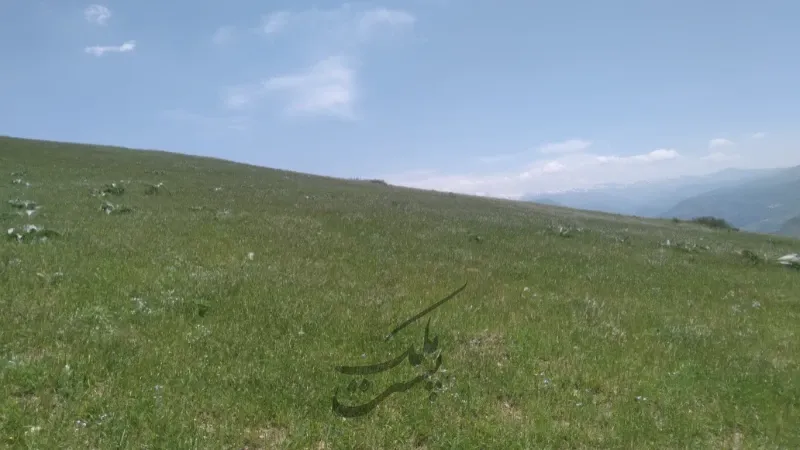 زمین کشاورزی ۵۴۰۰ متر در دیلمان روستای عاشورآباد | فروش اداریتجاریصنعتی و کشاورزی | صنعتی کشاورزی و تجاری | دیلمان | پست ملک