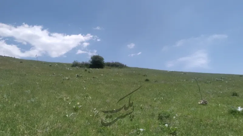 زمین کشاورزی ۵۴۰۰ متر در دیلمان روستای عاشورآباد | فروش اداریتجاریصنعتی و کشاورزی | صنعتی کشاورزی و تجاری | دیلمان | پست ملک