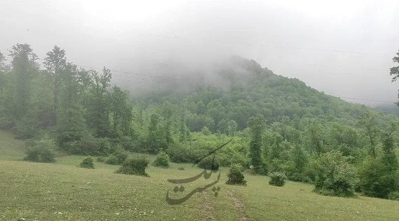 زمین جنگلی مناسب برای احداث کلبه جنگلی و بومگردی | فروش اداریتجاریصنعتی و کشاورزی | صنعتی کشاورزی و تجاری | نوشهر | لشکنار | پست ملک