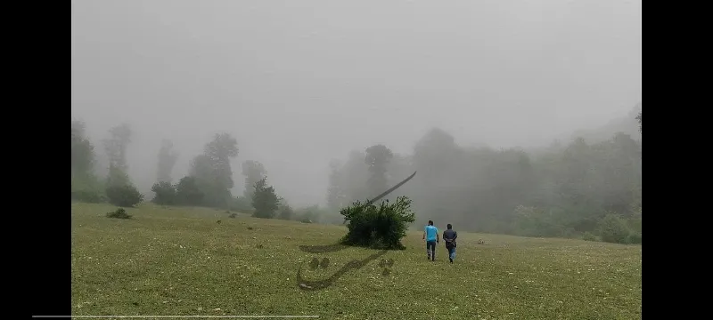 زمین جنگلی مناسب برای احداث کلبه جنگلی و بومگردی | فروش اداریتجاریصنعتی و کشاورزی | صنعتی کشاورزی و تجاری | نوشهر | لشکنار | پست ملک