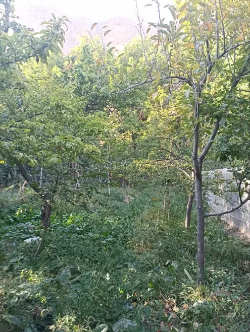 باغ میوه در روستای زیبای اخلمد به مساحت ۵۵۰ متر | فروش اداریتجاریصنعتی و کشاورزی | صنعتی کشاورزی و تجاری | چناران | پست ملک