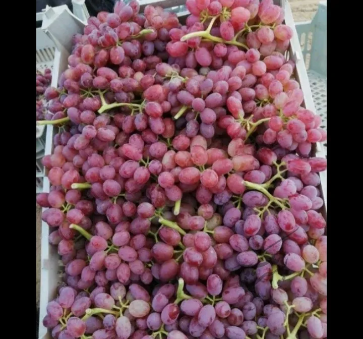 فروش باغ انگور در تاکستان | فروش اداریتجاریصنعتی و کشاورزی | صنعتی کشاورزی و تجاری | تاکستان | پست ملک