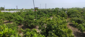 ۶۰۰۰شش هزار متر باغ نارنگی ژاپنی درجه یک و تامسون | فروش اداریتجاریصنعتی و کشاورزی | صنعتی کشاورزی و تجاری | کوهی خیل | پست ملک