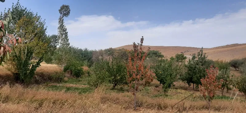 باغ و زمین دیم ۶ هکتار زنجان | فروش اداریتجاریصنعتی و کشاورزی | صنعتی کشاورزی و تجاری | زنجان | پست ملک