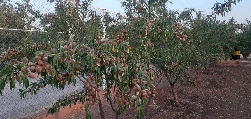 باغ ویلا سندرسمی اتاق کنتور برق بحر آسفالت ۴۰۰۰ متر | فروش اداریتجاریصنعتی و کشاورزی | صنعتی کشاورزی و تجاری | تهران | کن | پست ملک